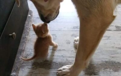 Reiki on animals