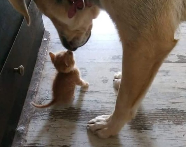 Reiki on animals