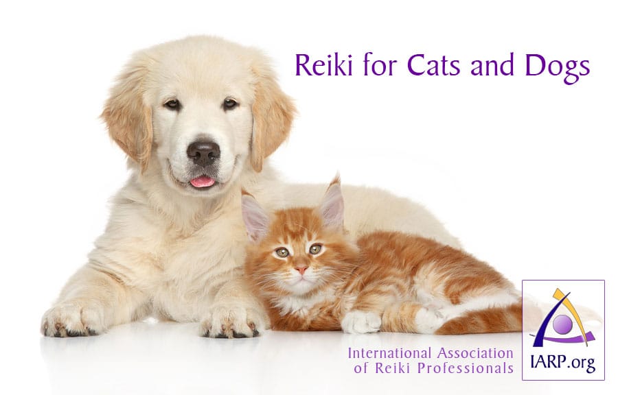 Reiki στο σκύλο ή τη γάτα μας όταν είναι αδιάθετα