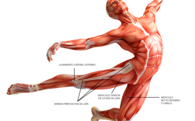 Μυοπεριτονιακή απελευθέρωση